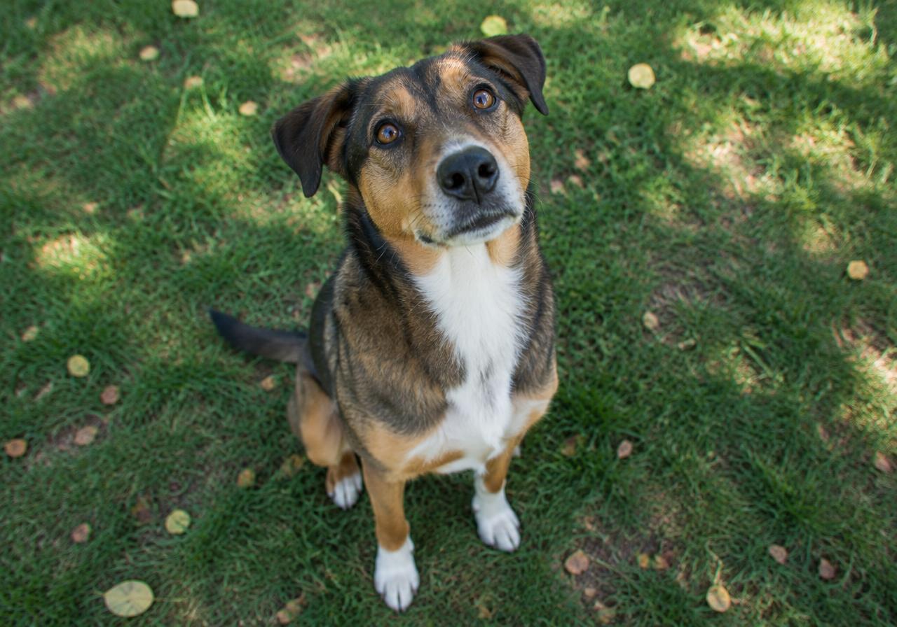 Pourquoi mon chien n'écoute pas ? Comprendre avant de corriger