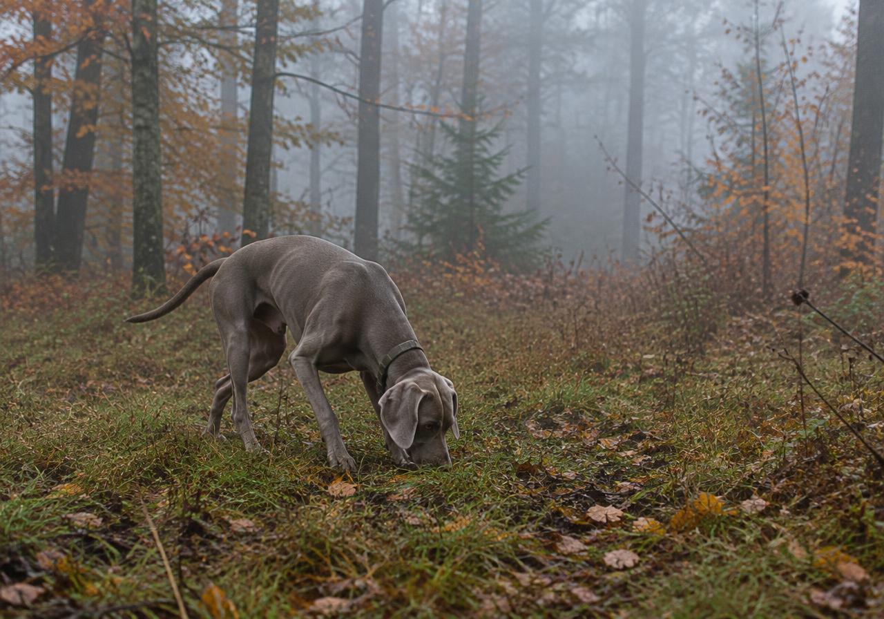 Mon chien n'écoute pas dehors : reprendre le contact