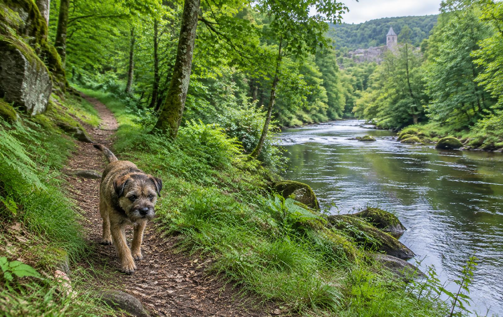 Chien attentif lors d'une séance d'éducation canine en Creuse